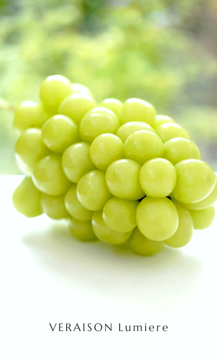 ヴェレゾンルミエール 「ぶどうの宝石箱」